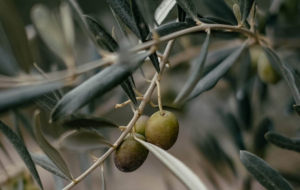 Φρέσκες ελιές κρεμασμένες από ένα δέντρο, βασικό συστατικό της μεσογειακής κουζίνας.